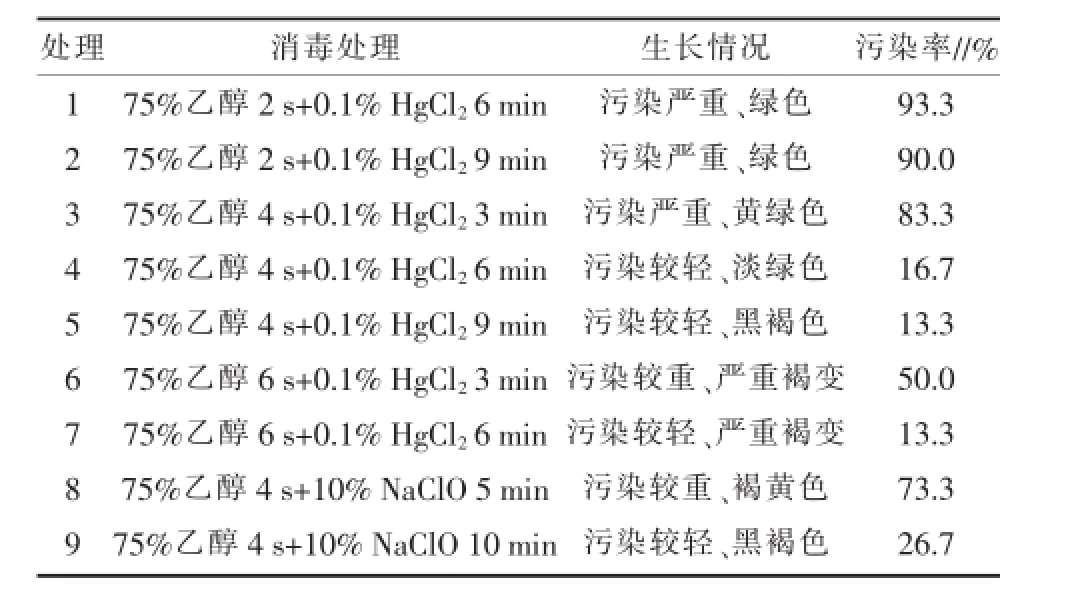 空气凤梨深夜视频免费在线观看快繁技术优化